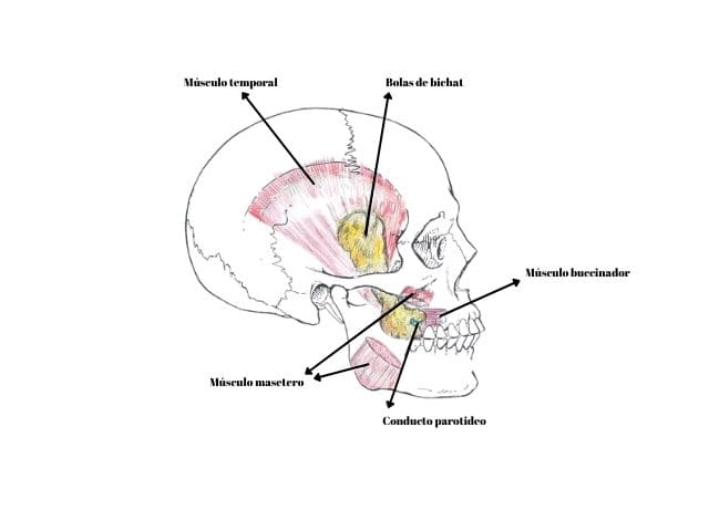 bolas-de-bichat-en-estructura-facial